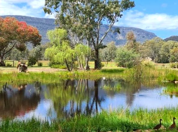 Explore the diverse animals at Halls Gap Zoo.