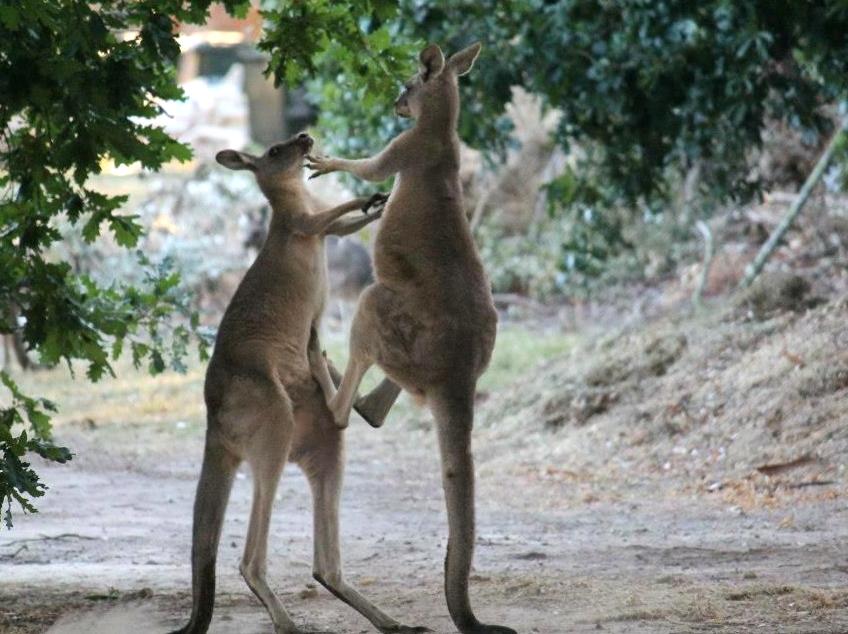 Discover unique wildlife species in Halls Gap Zoo.