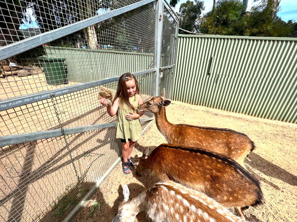 Visit Halls Gap Zoo for a glimpse of diverse animals.