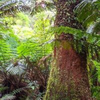 decostaricaenmexico | Melba Gully State Park: Rainforest Walks and Glow Worms