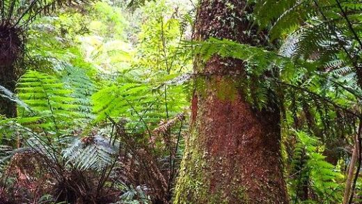 decostaricaenmexico | Melba Gully State Park: Rainforest Walks and Glow Worms