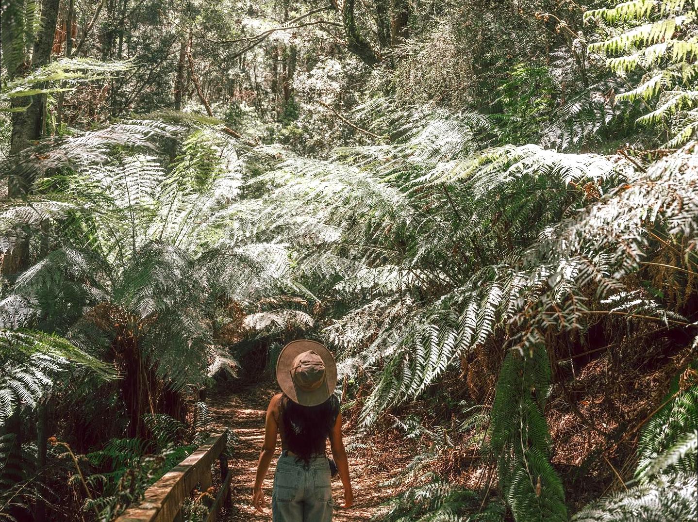 Rainforest Adventures and Glowing Worms at Melba Gully State Park