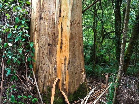 Melba Gully: Rainforest Experiences and Bioluminescent Wonders