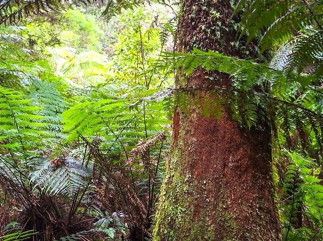 Nature Walks and Glowworm Encounters in Melba Gully State Park